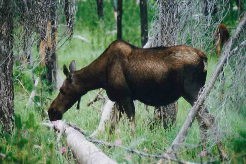 Alce - parque nacional de Yellowstone - EEUU 2.jpg